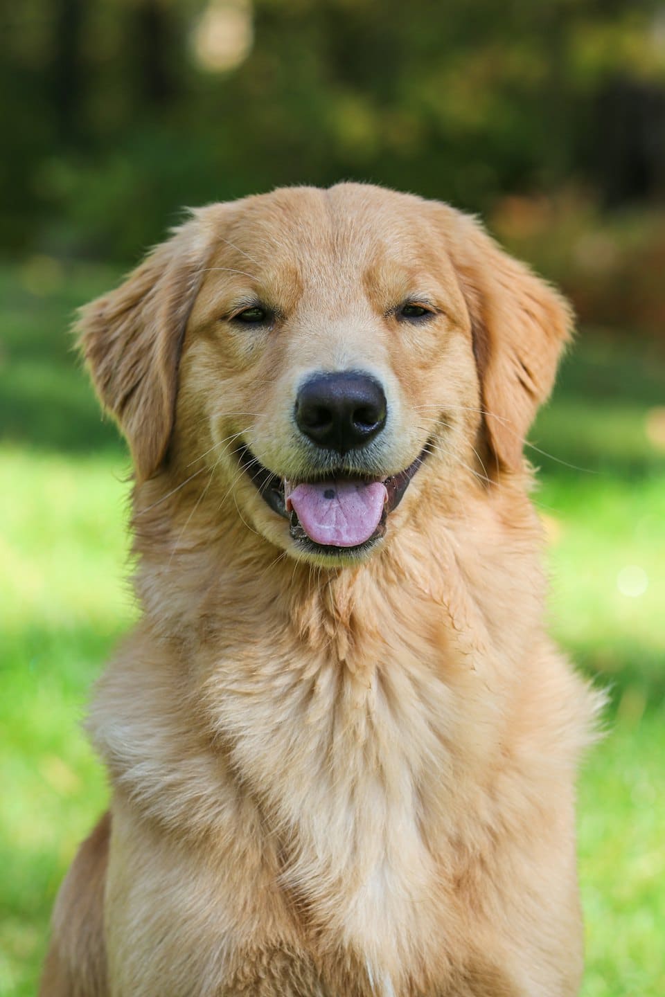 Happy golden retriever with tongue out standing in grass.