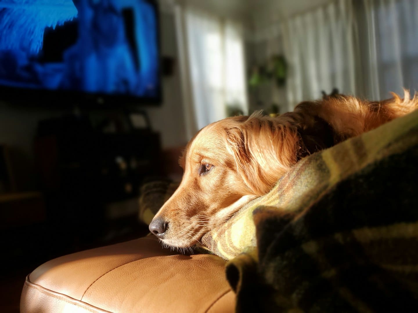 Golden retriever lying on a leather couch under a blanket.